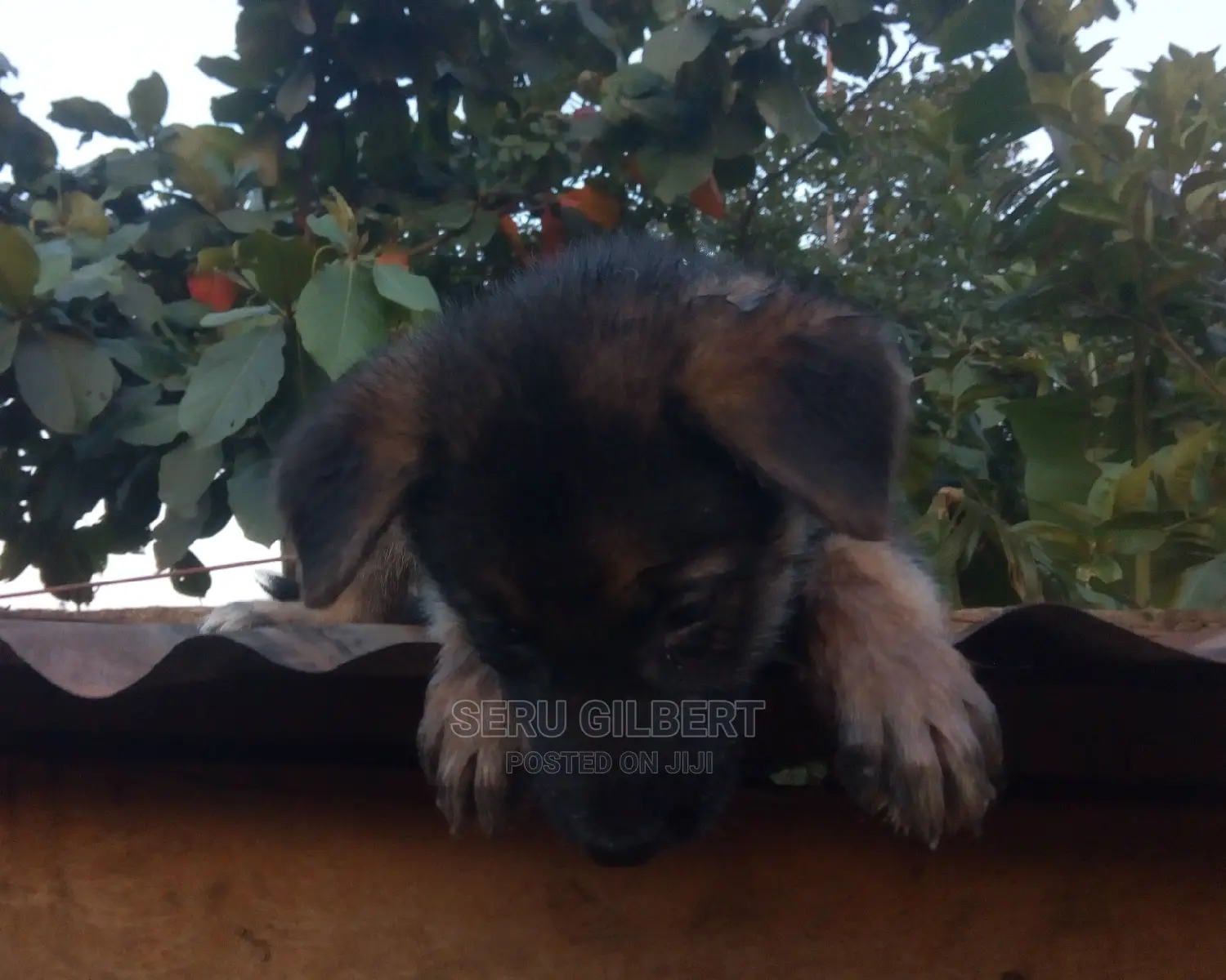 0-1 month Male Purebred German Shepherd