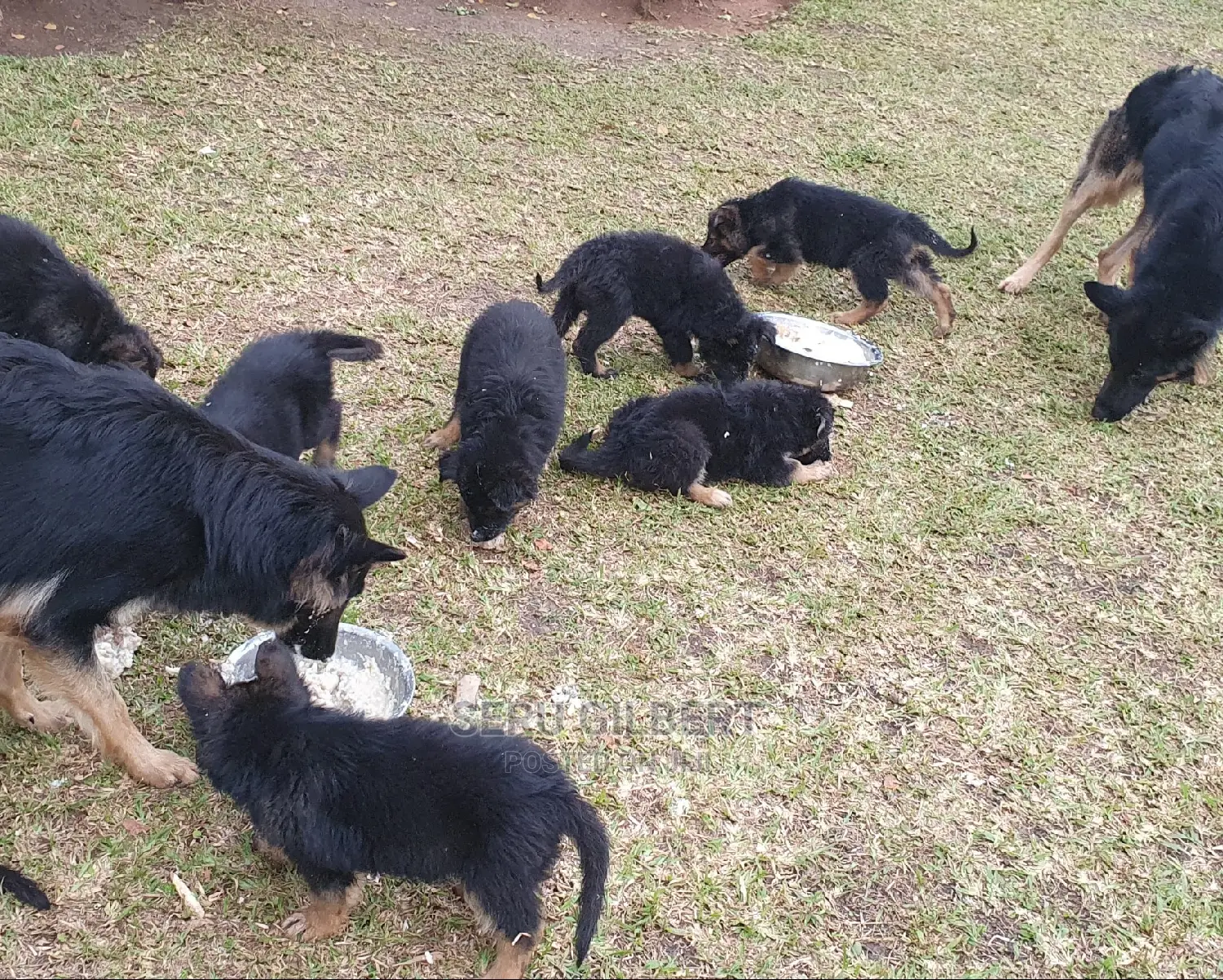 1-3 months Female Purebred German Shepherd