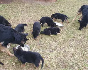 1-3 months Female Purebred German Shepherd