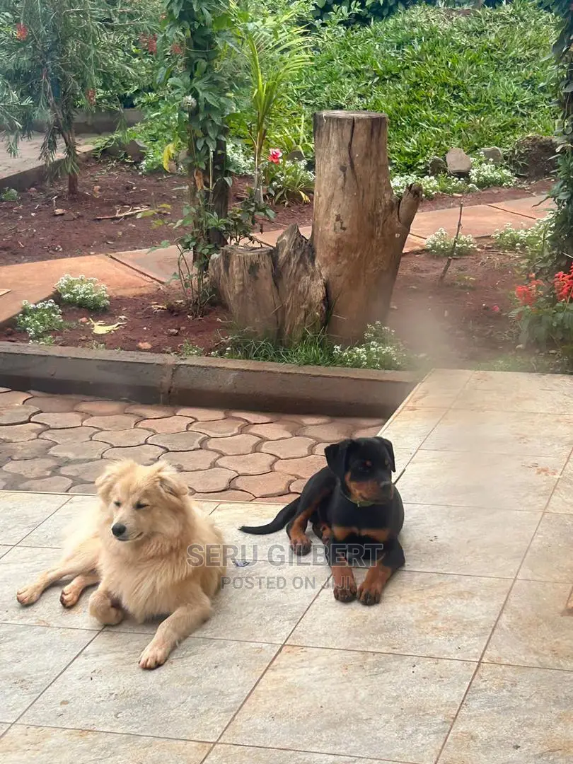 1-3 months Male Purebred Rottweiler