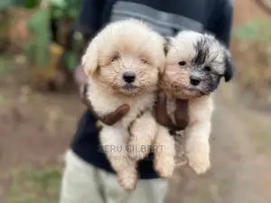 Photo - 0-1 month Male Purebred Maltese