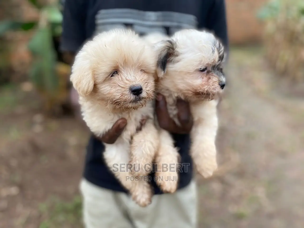 1-3 months Male Purebred Maltese