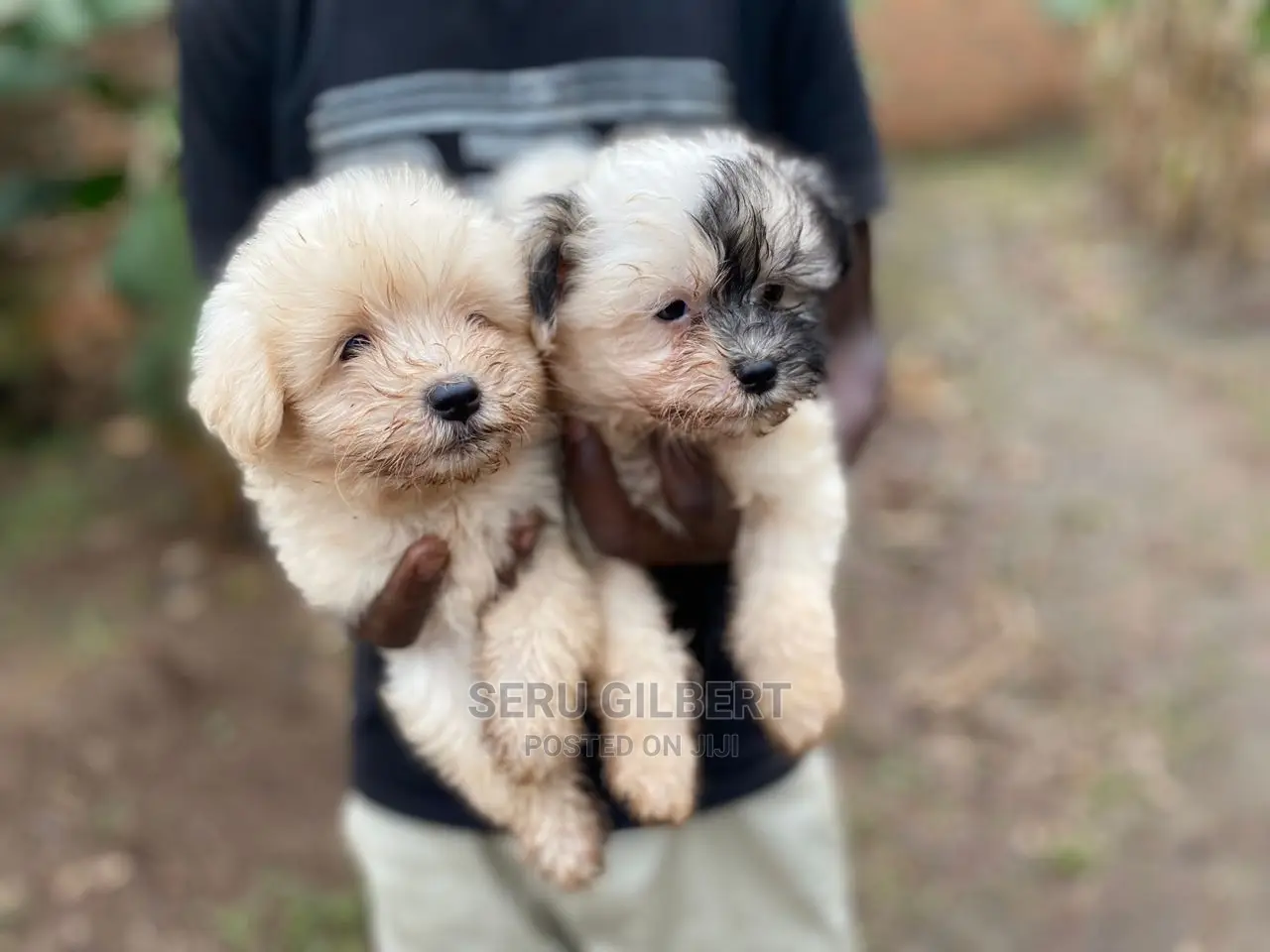 1-3 months Male Purebred Maltese