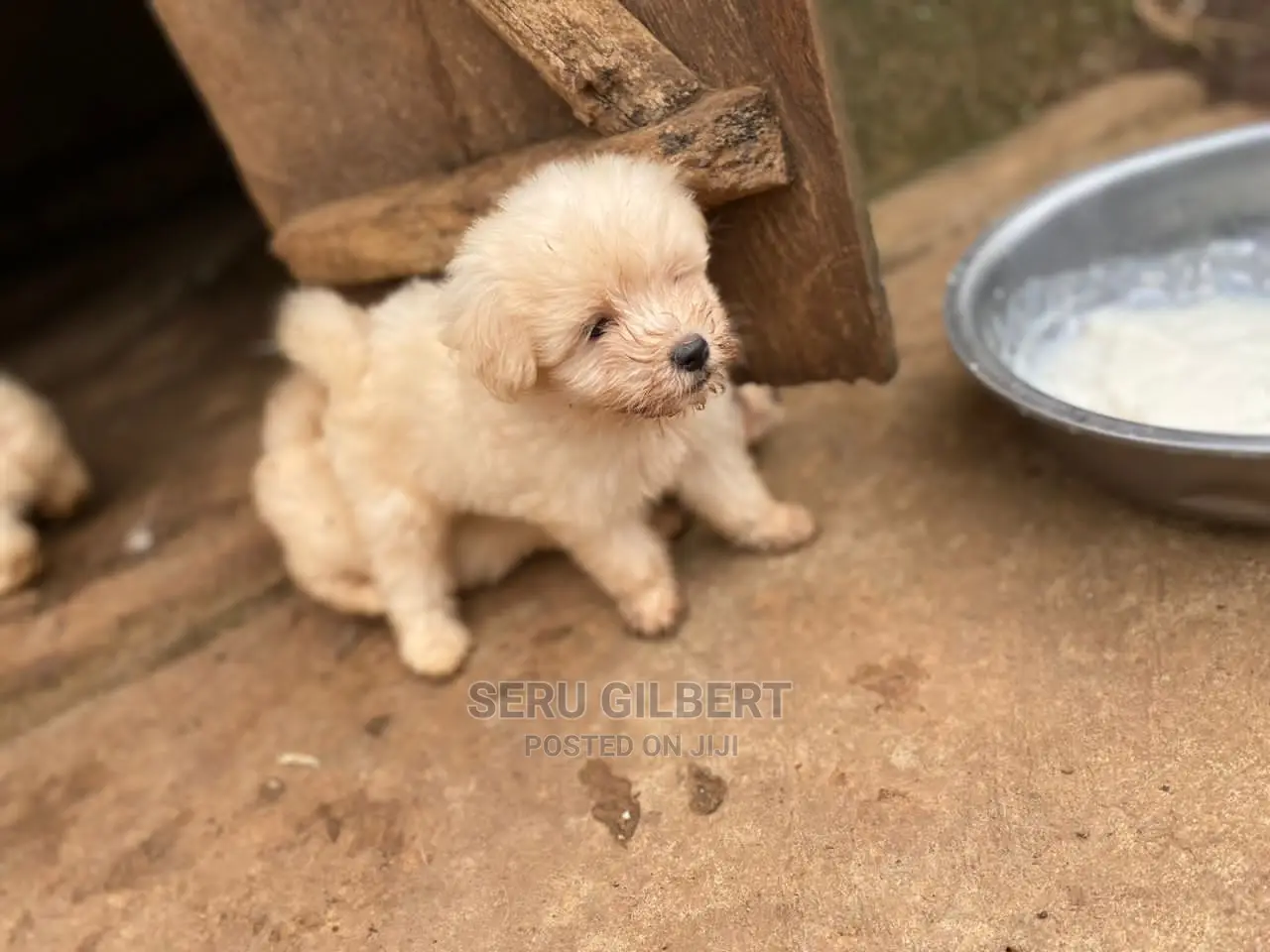 0-1 month Male Purebred Maltese