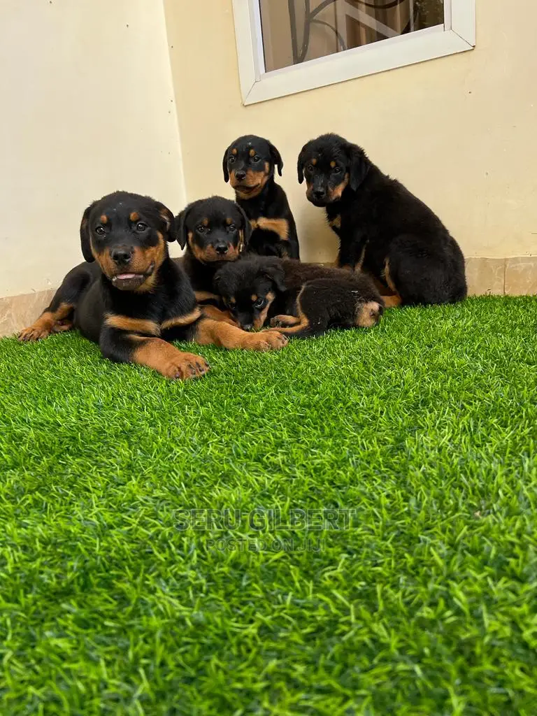 1-3 months Male Purebred Rottweiler