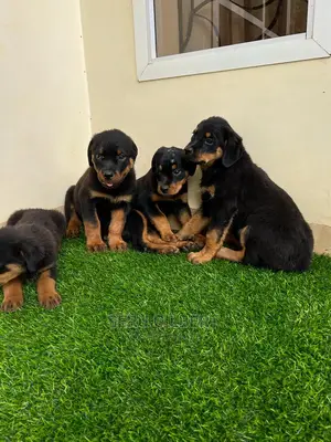 0-1 month Male Purebred Rottweiler
