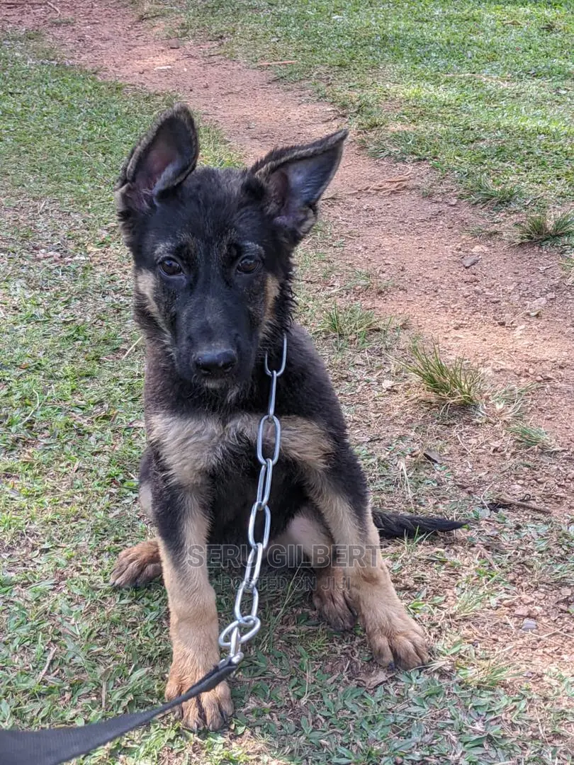 1-3 months Male Purebred German Shepherd