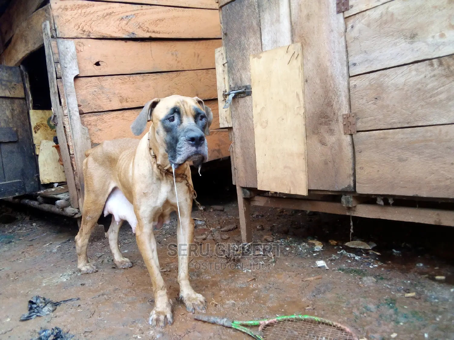 1-3 months Male Purebred Boerboel