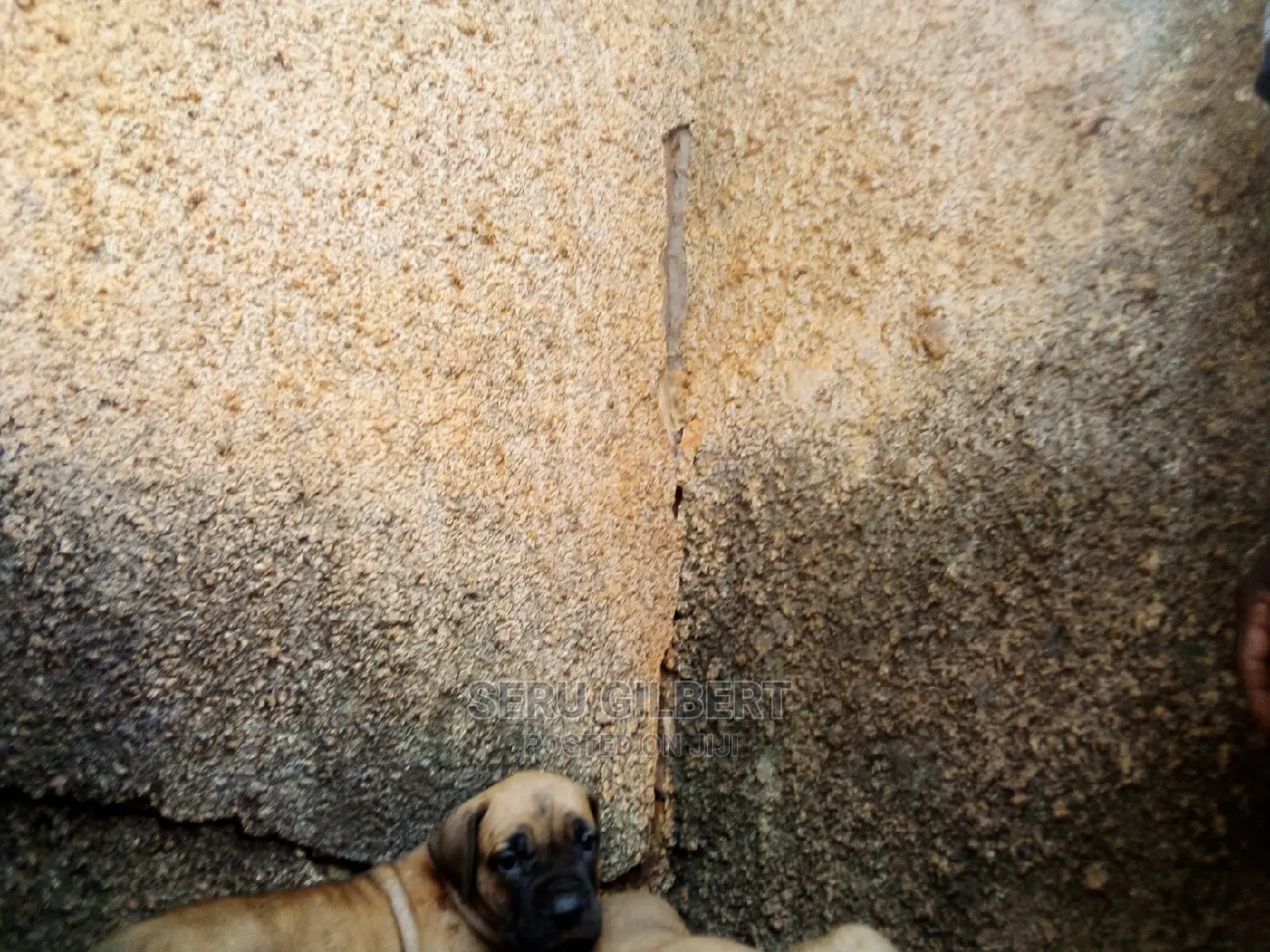 1-3 months Male Purebred Boerboel