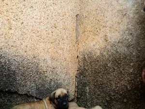 1-3 months Male Purebred Boerboel