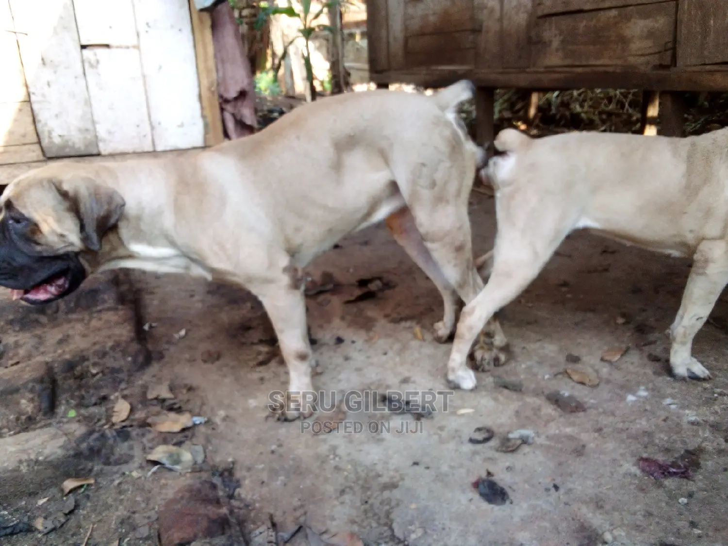 6-12 months Male Purebred Boerboel