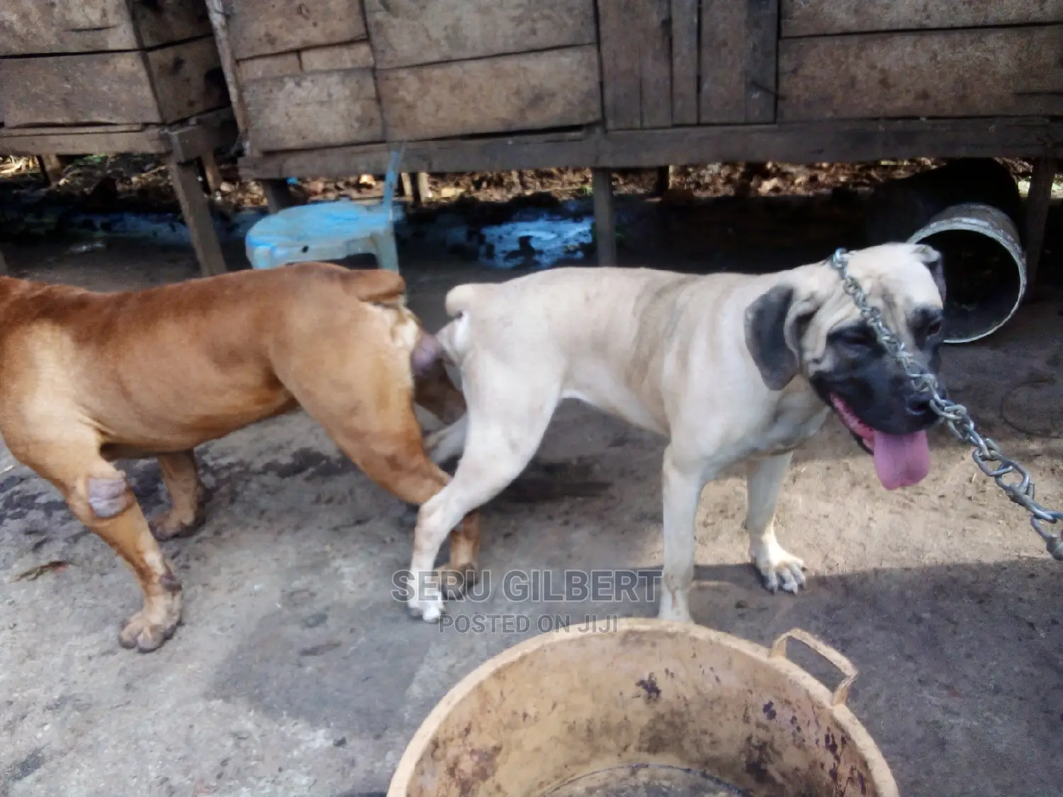 6-12 months Male Purebred Boerboel