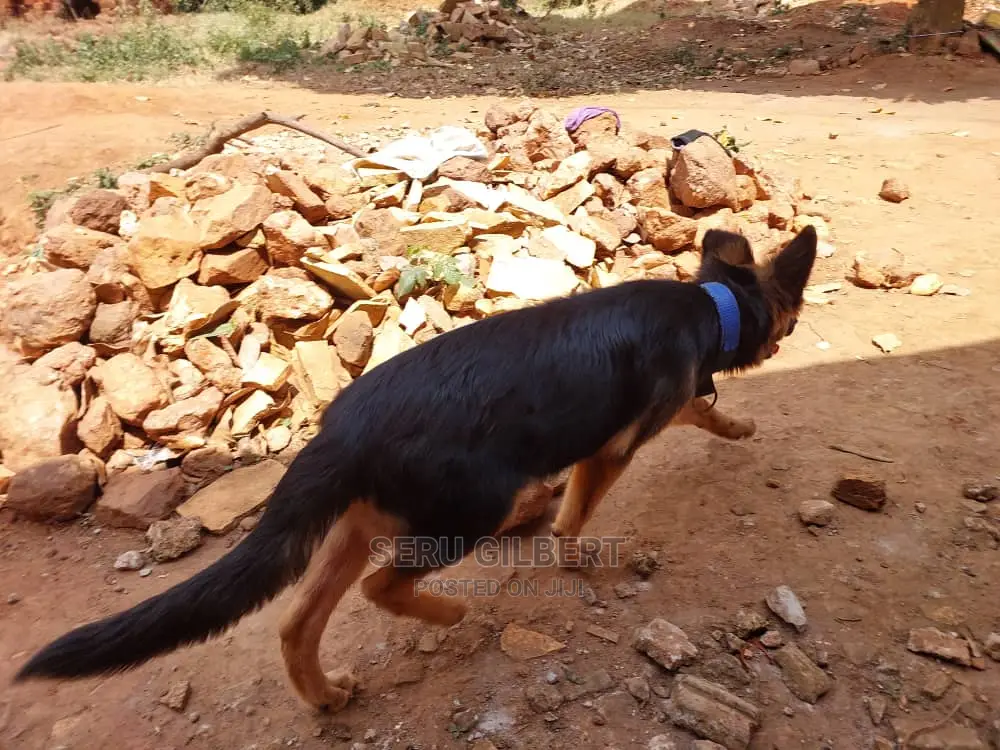 1-3 months Male Purebred German Shepherd