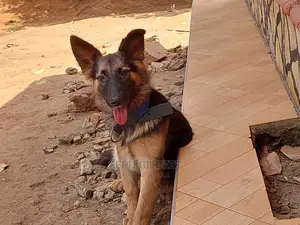 1-3 months Male Purebred German Shepherd