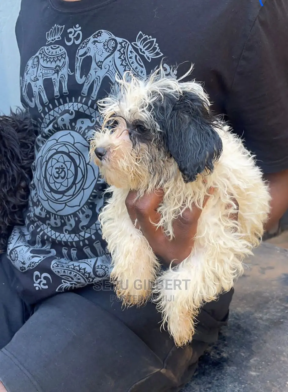 1-3 months Male Purebred Maltese