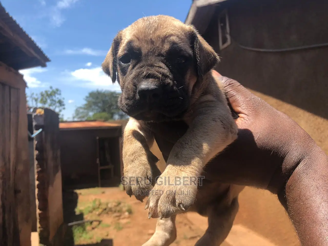 1-3 months Male Purebred Boerboel