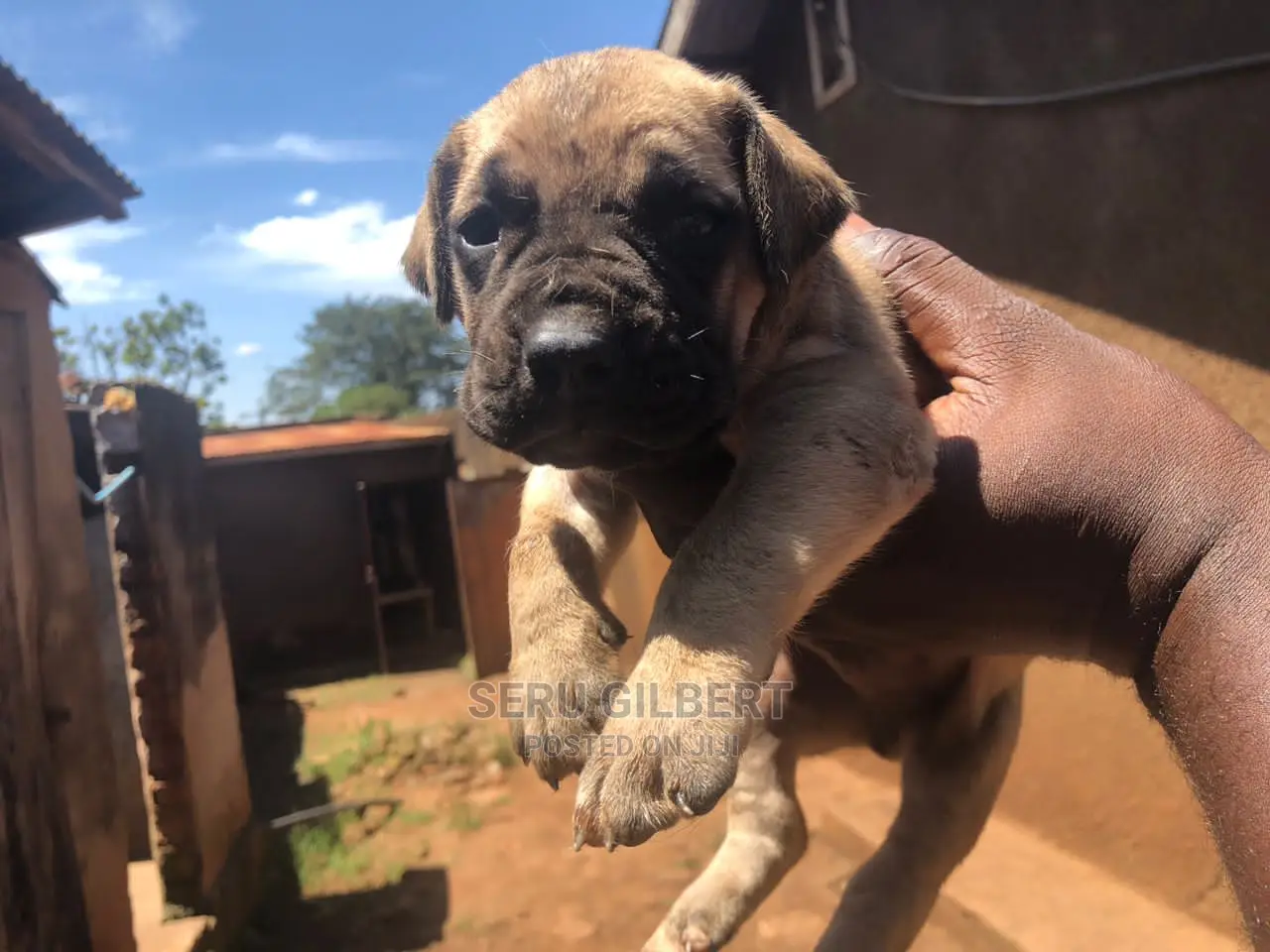 0-1 month Male Purebred Boerboel