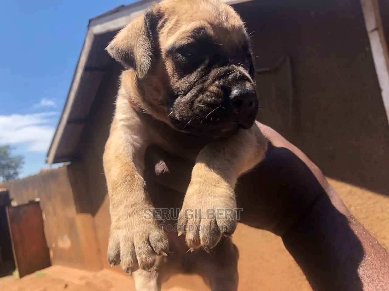 0-1 month Male Purebred Boerboel