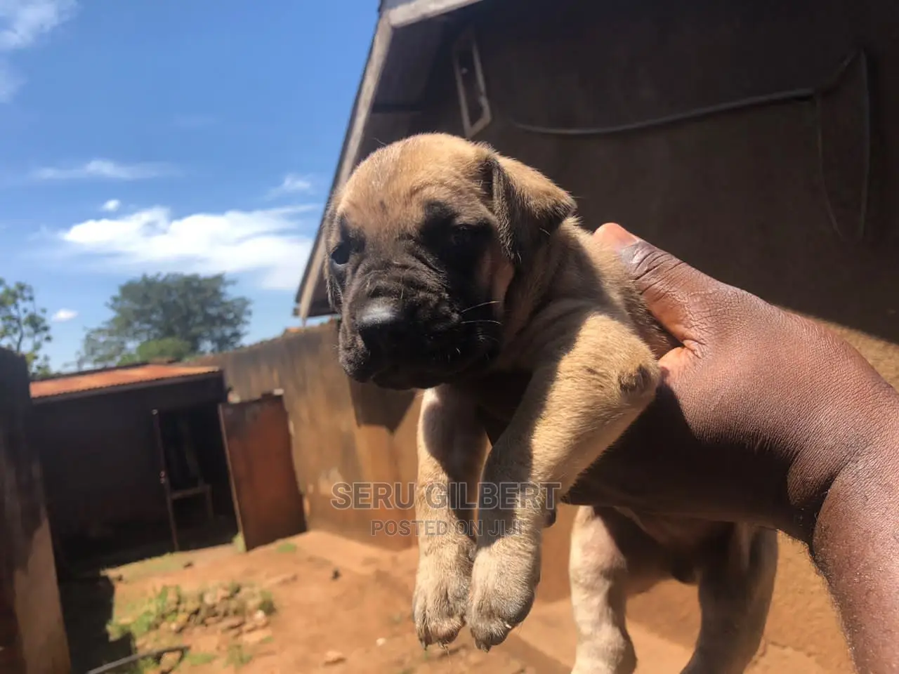 1-3 months Male Purebred Boerboel