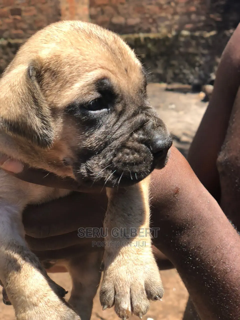 0-1 month Male Purebred Boerboel