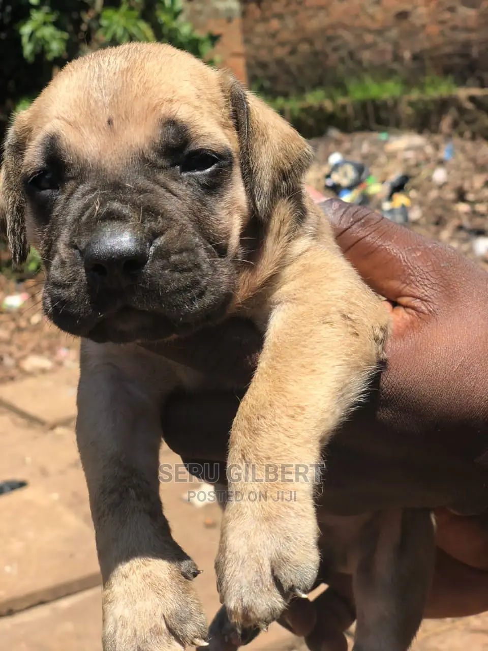 1-3 months Male Purebred Boerboel