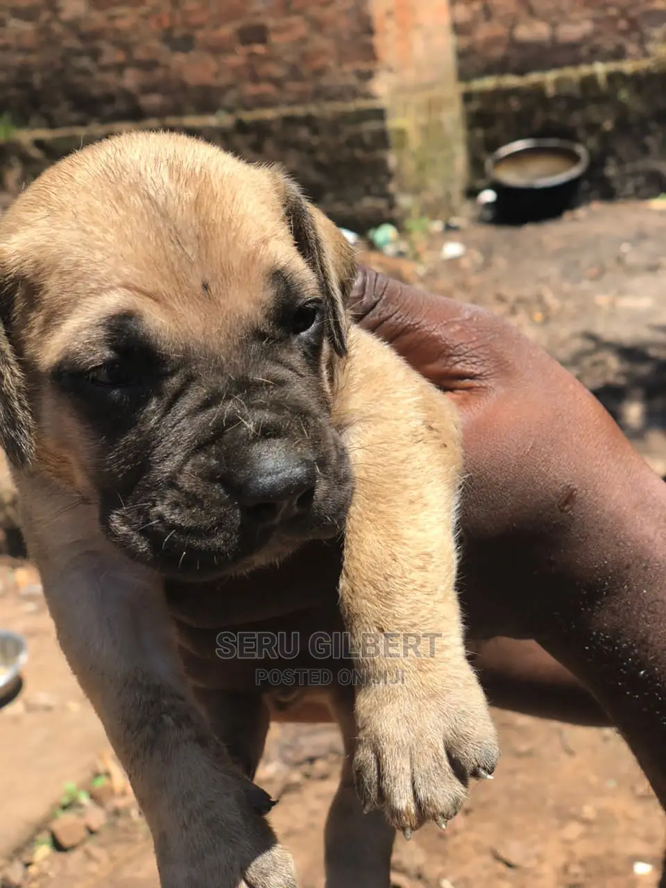 3-6 months Male Purebred Boerboel