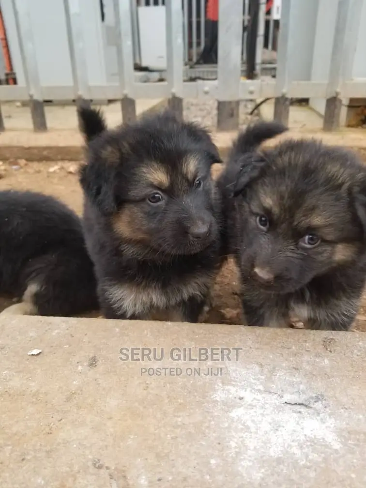 1-3 months Male Purebred German Shepherd