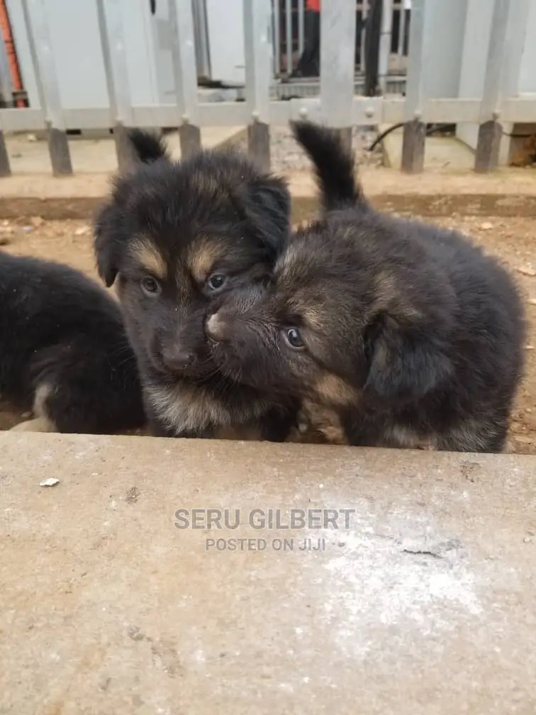 0-1 month Male Purebred German Shepherd