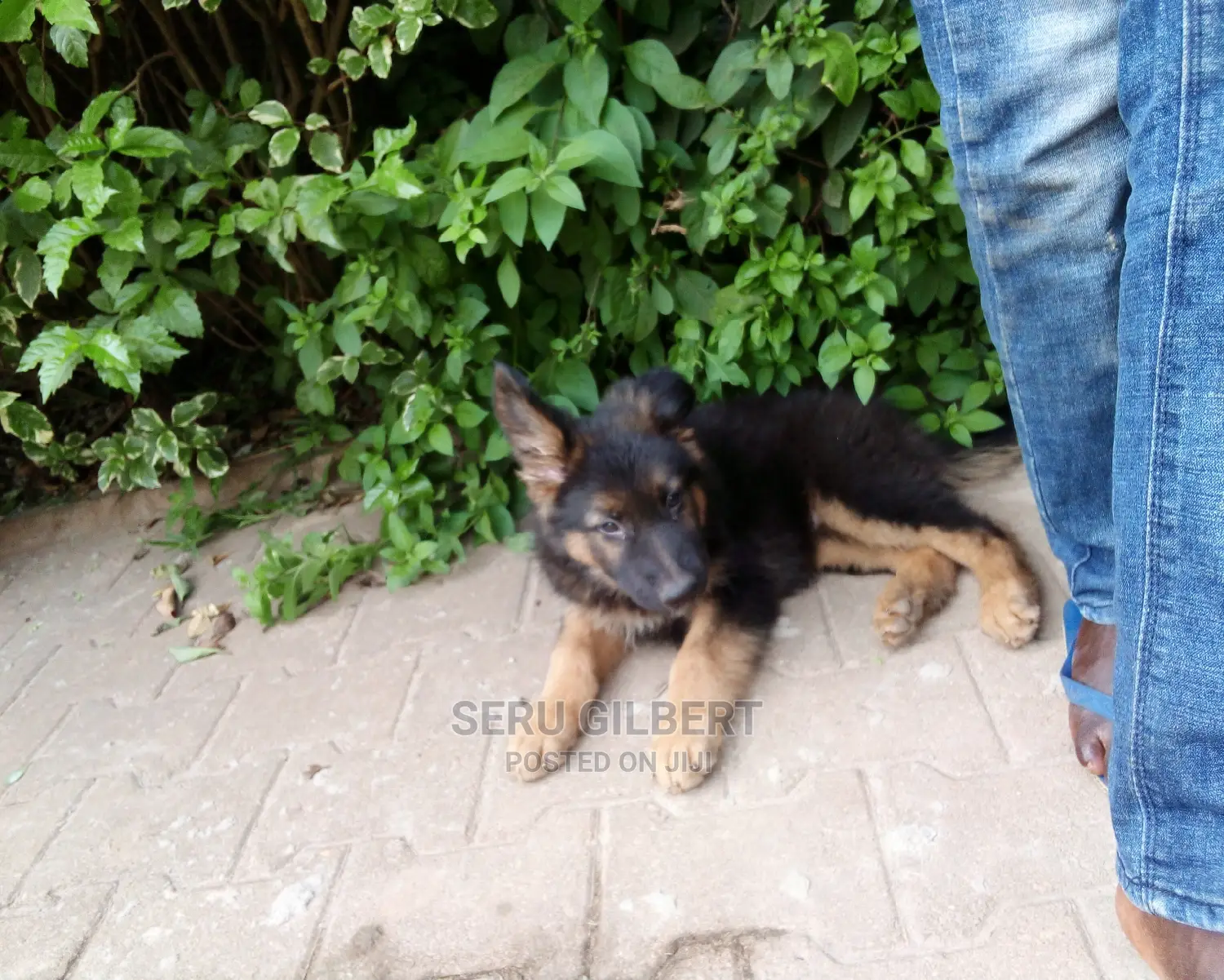 1-3 months Male Purebred German Shepherd