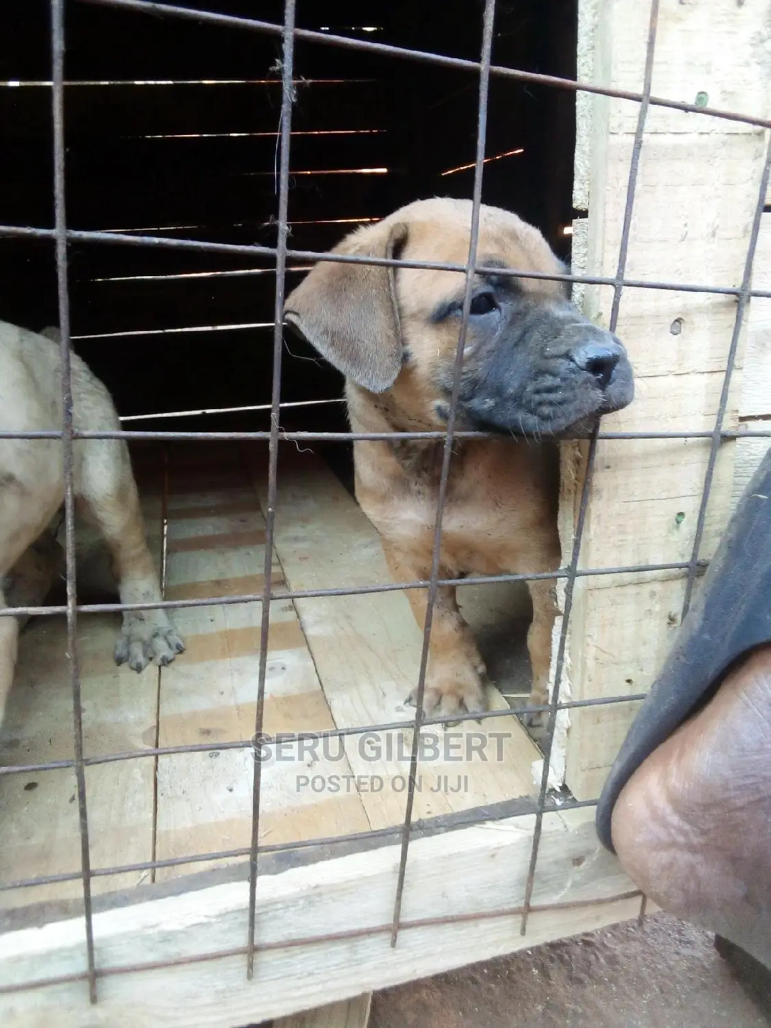 1-3 months Female Purebred Boerboel