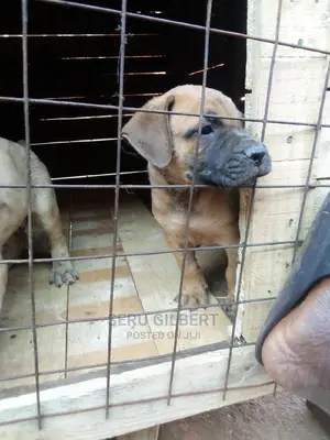 1-3 months Female Purebred Boerboel