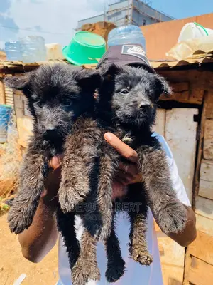 1-3 months Male Purebred German Shepherd