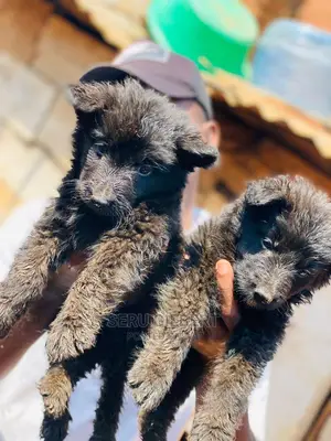 0-1 month Male Purebred German Shepherd