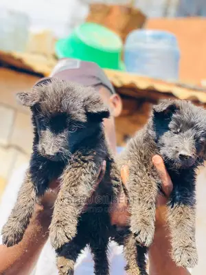 0-1 month Male Purebred German Shepherd