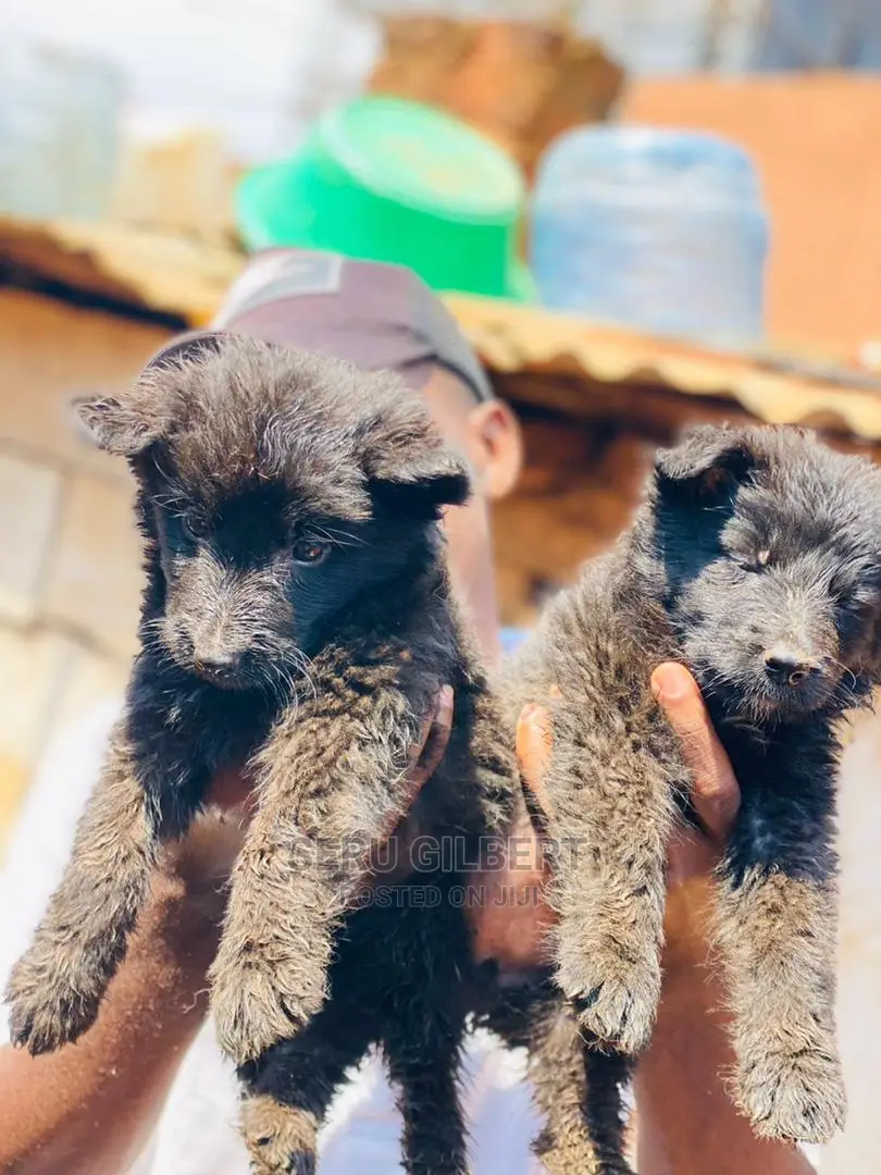 0-1 month Male Purebred German Shepherd