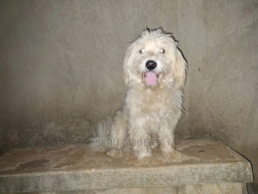6-12 months Female Purebred Maltese