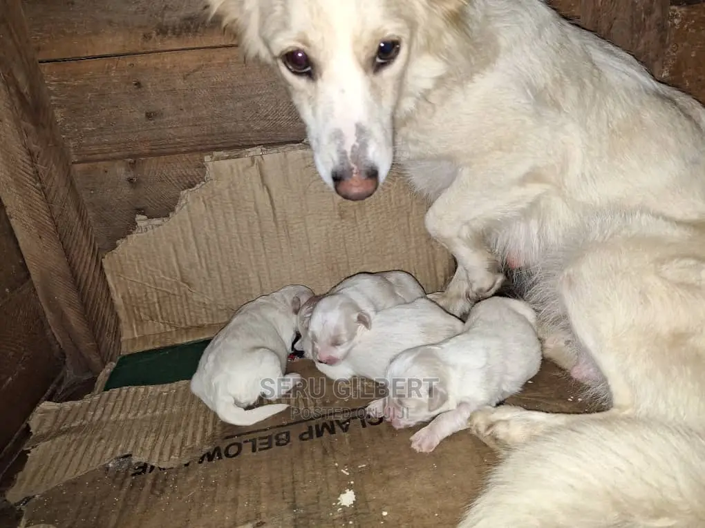 1-3 months Male Purebred Japanese Spitz