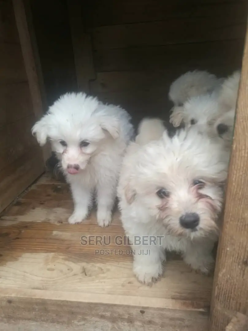1-3 months Female Purebred Maltese