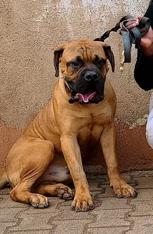 6-12 months Male Purebred Boerboel