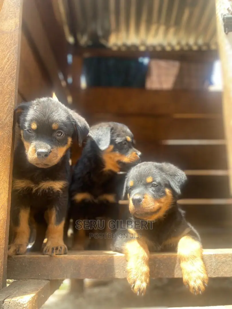 1-3 months Male Purebred Rottweiler