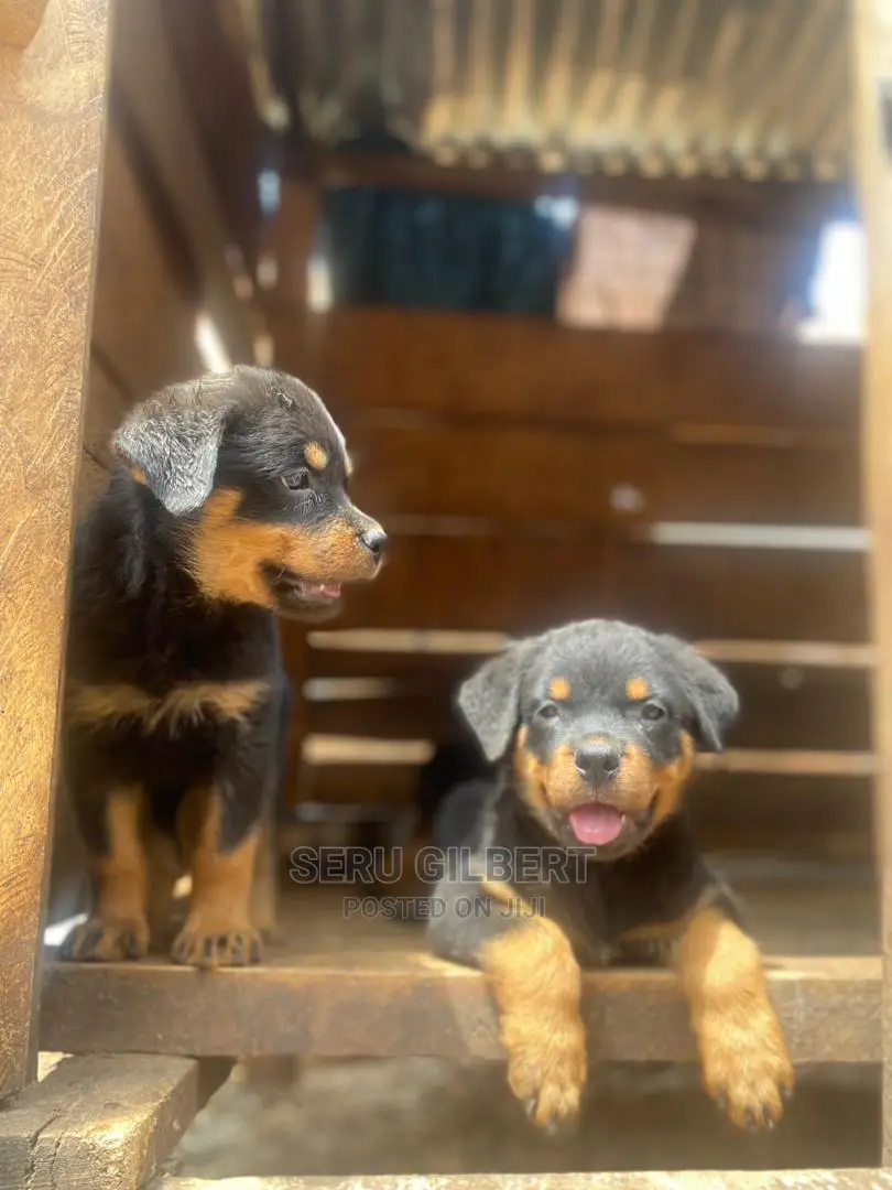 3-6 months Male Purebred Rottweiler