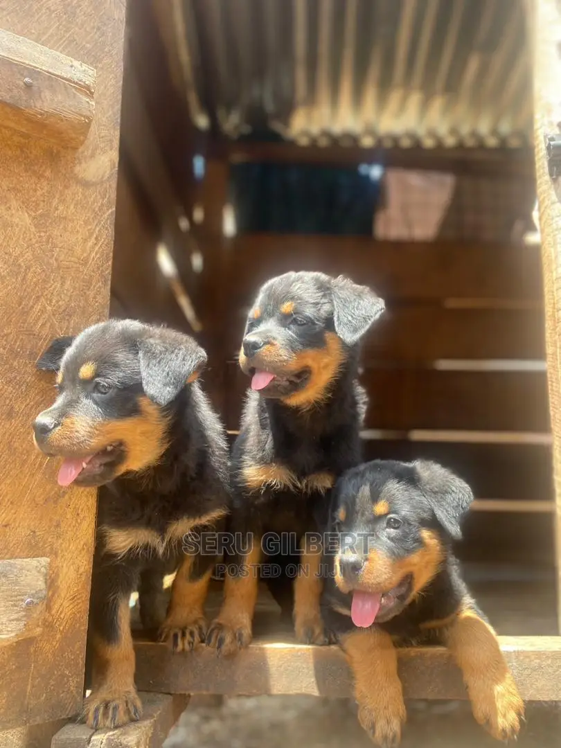 3-6 months Male Purebred Rottweiler