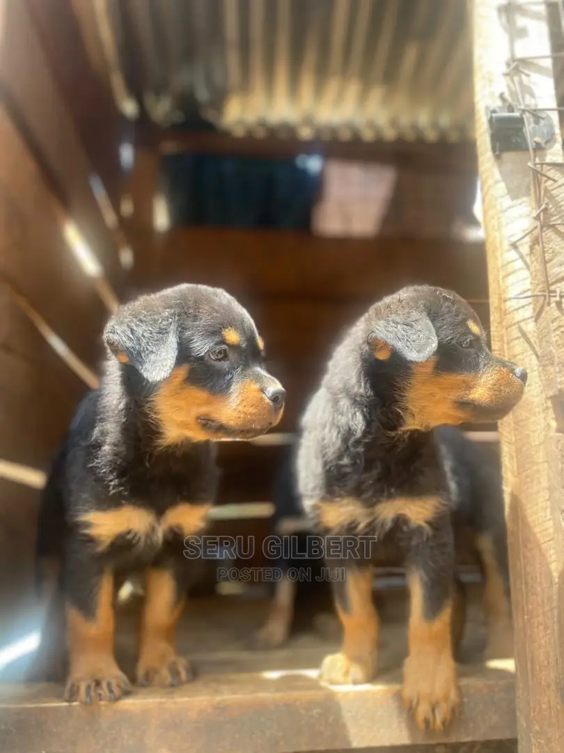 1-3 months Male Purebred Rottweiler