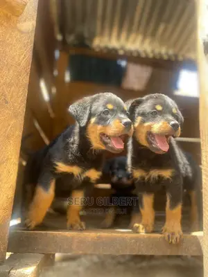 1-3 months Male Purebred Rottweiler