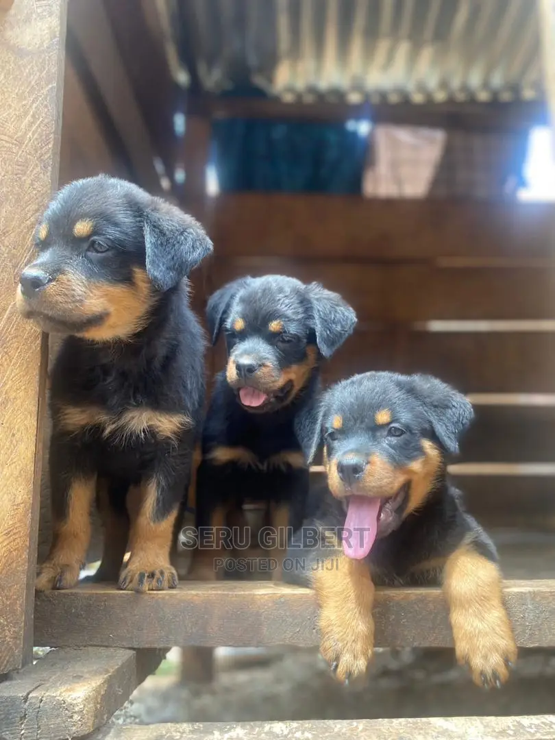 3-6 months Male Purebred Rottweiler