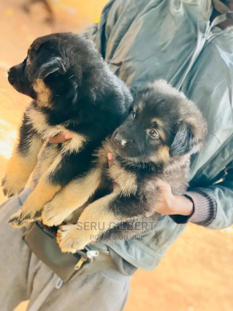 1-3 months Male Purebred German Shepherd
