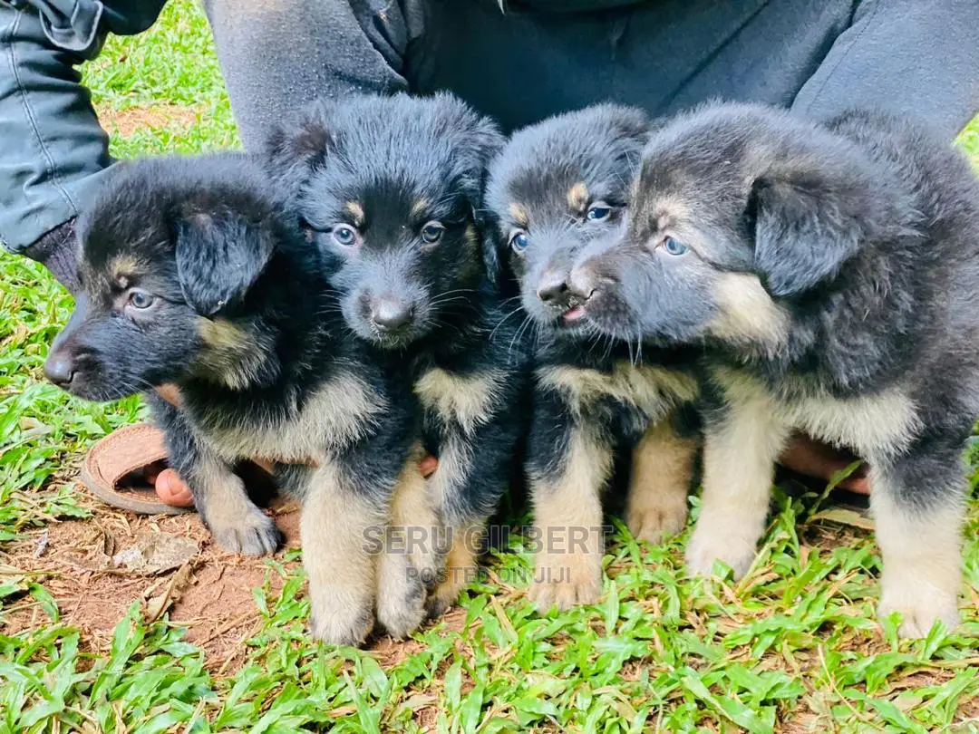 3-6 months Male Purebred German Shepherd