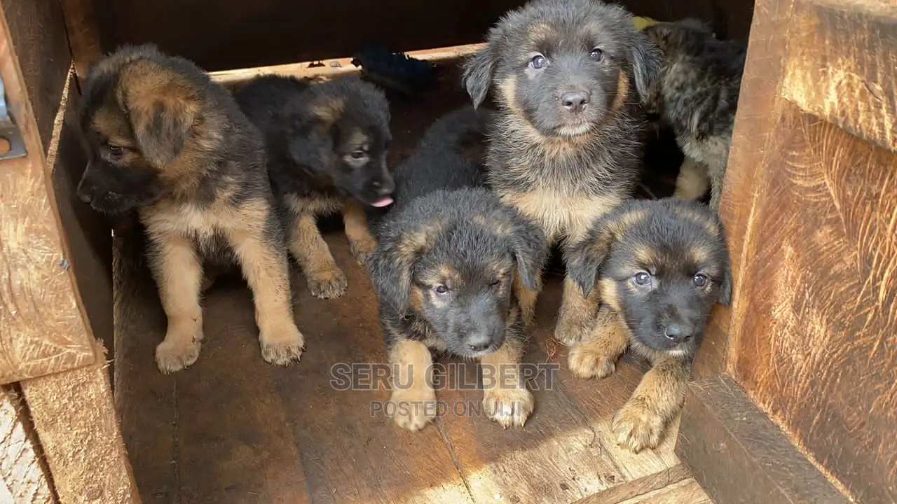 3-6 months Male Purebred German Shepherd