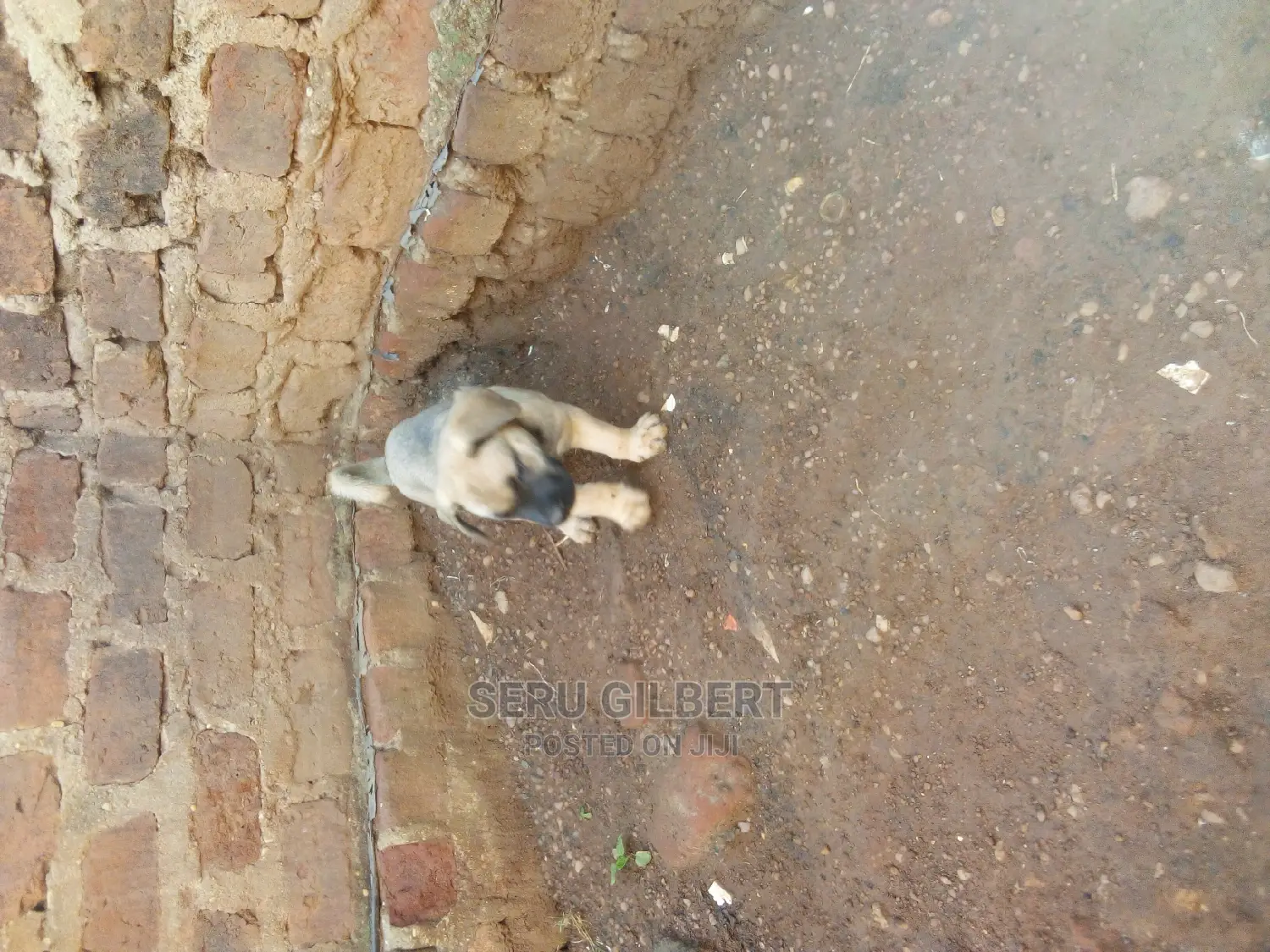 0-1 month Male Purebred Boerboel