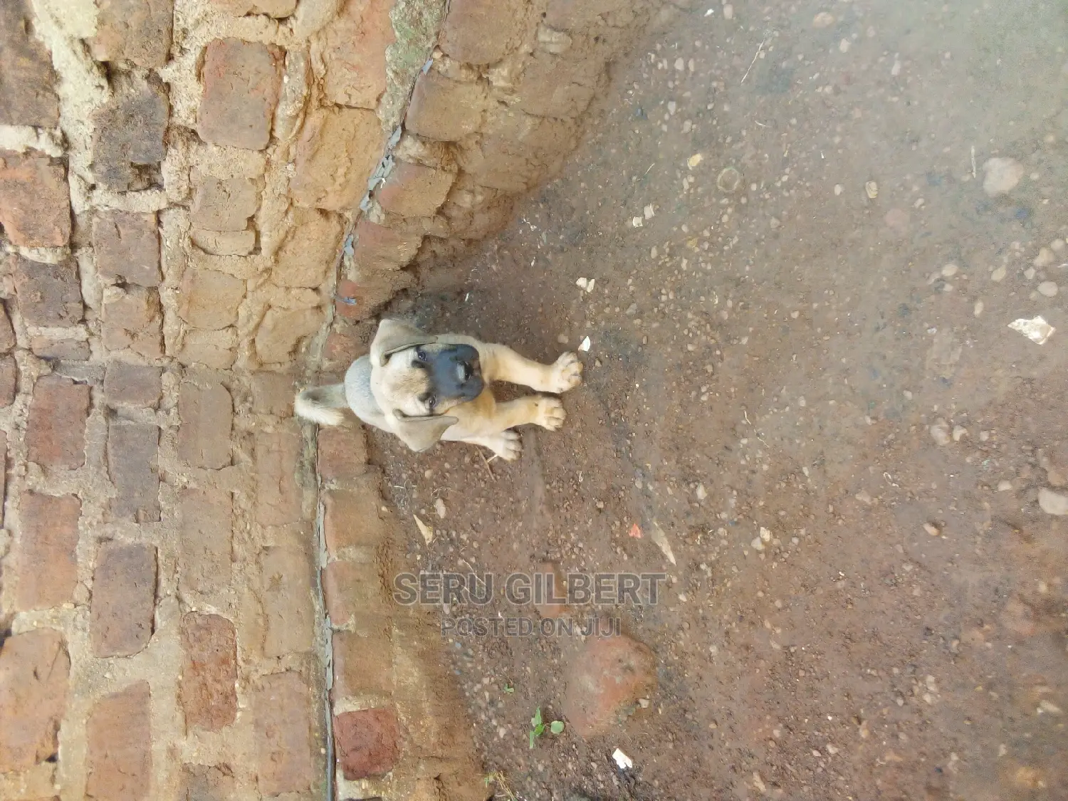 1-3 months Male Purebred Boerboel